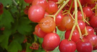 Buah Viburnum membusuk