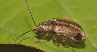 Kumbang daun Viburnum