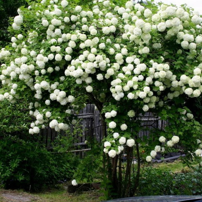 Viburnum varieti Roseum