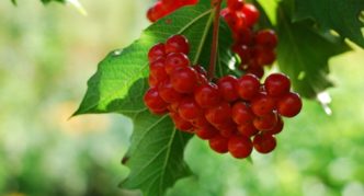 Viburnum varieti Taiga rubi