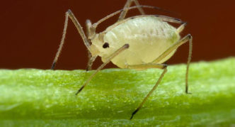 Aphid mendekat