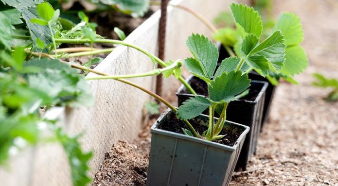 Anak pokok misai di dalam pasu