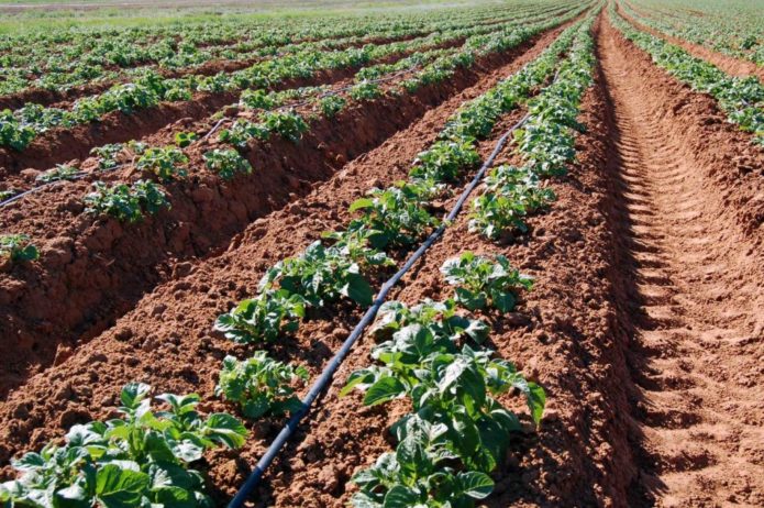 Sistem pengairan di ladang kentang