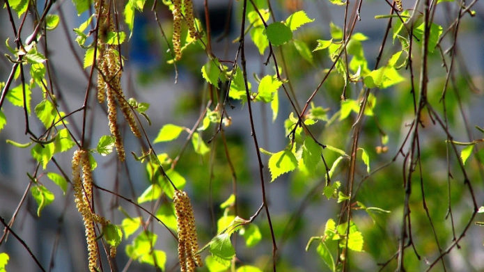 Pokok birch yang mekar