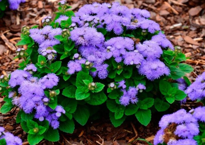 Ageratum