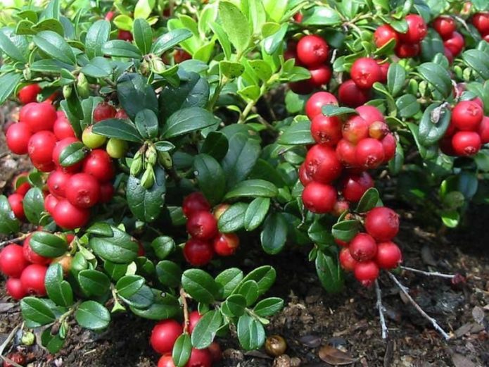 Penuaian Lingonberry