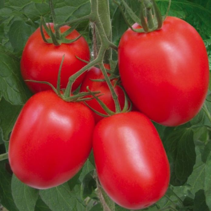 Buyan pelbagai jenis tomato