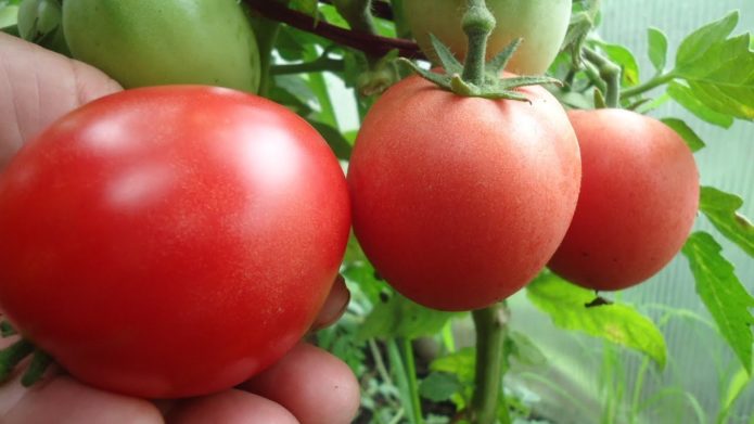 Kepelbagaian tomato Demidov