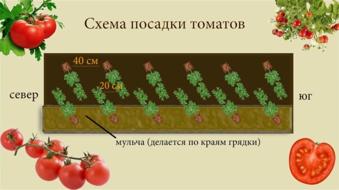 Skim penanaman untuk tomato standard