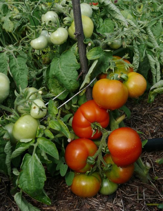 Tomato pelbagai pematangan awal Siberia