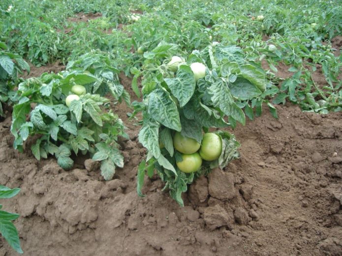 Tomato standard yang dibakar