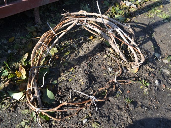 menyiapkan clematis untuk berteduh