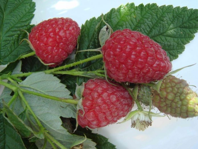 Varieti raspberry Brusvyana