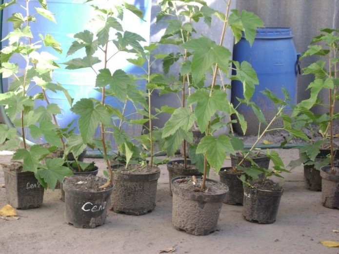 Anak pokok currant akar tertutup