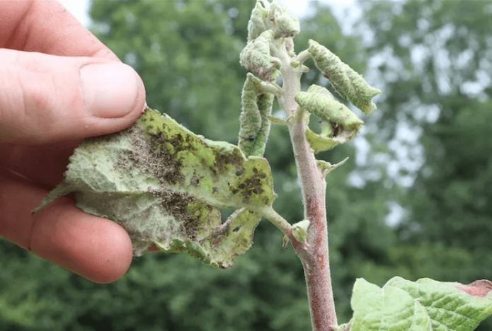 Aphid pada pucuk muda