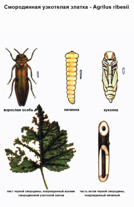 Lukisan botani ikan mas currant