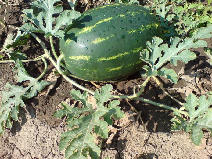 Tembikai di kebun