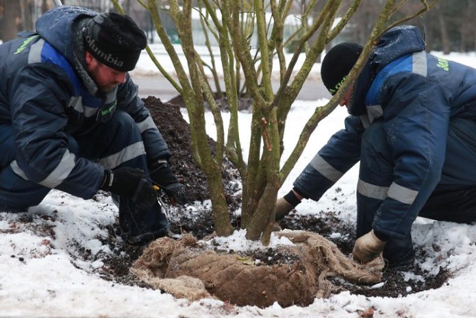 Menanam pokok di lubang pada musim sejuk