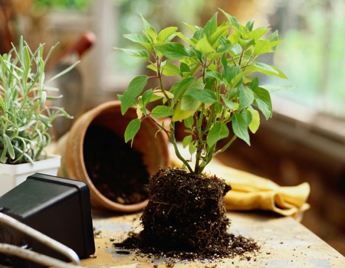 Pokok muda di tanah dan periuk