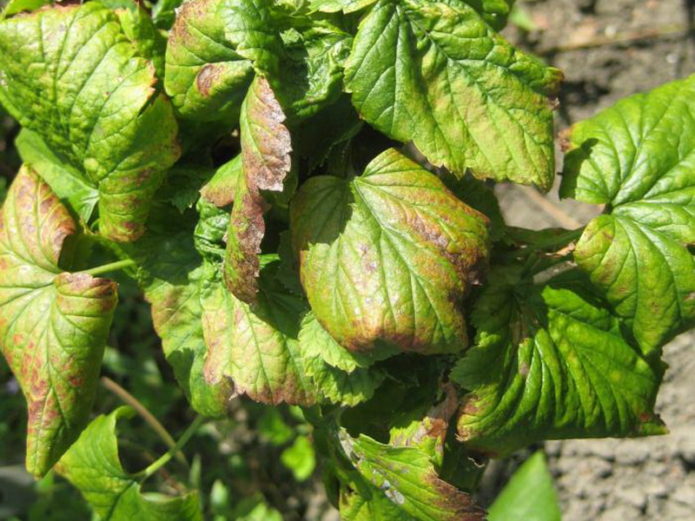 Anthracnose currant hitam