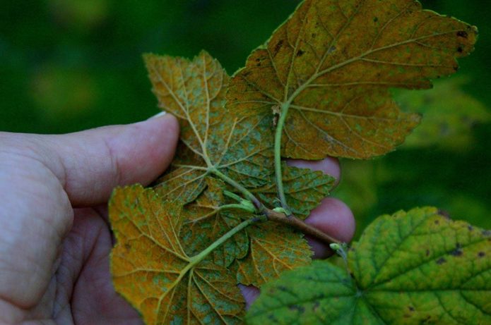 Daun currant dipengaruhi oleh karat kolumnar