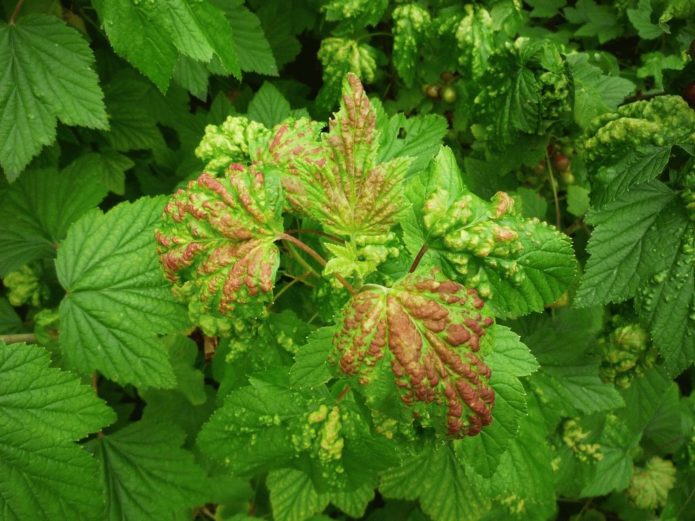 Aphid hempedu pada kismis