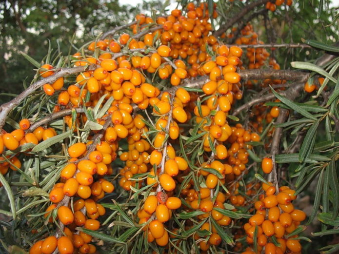 Cawangan laut buckthorn Altai