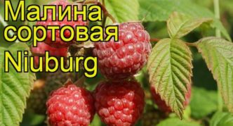 Pelbagai raspberry Newburgh