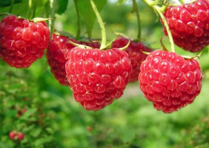 Raspberi balsam