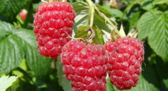 Pelbagai Raspberry Sederhana