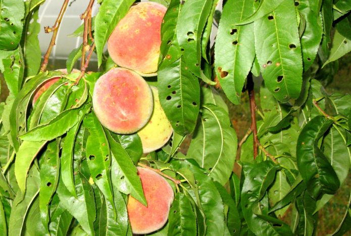 Titik lubang di pokok persik