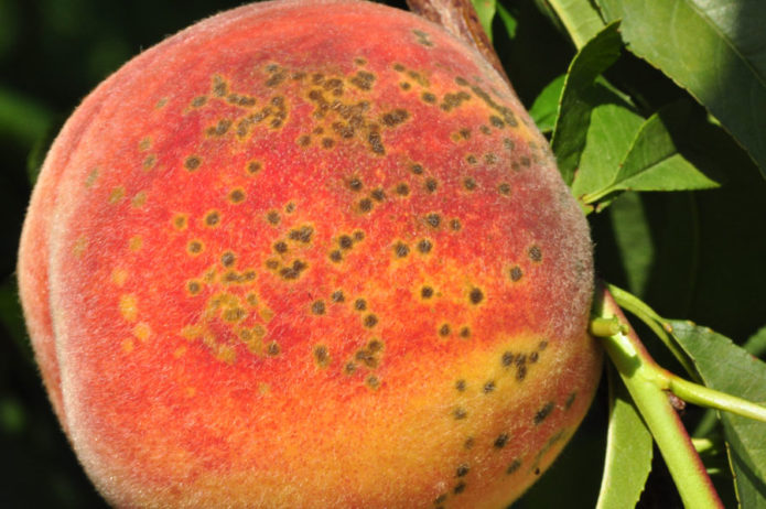 Penyakit Clasterosporium pada buah persik