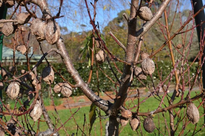 Buah mumia di pokok persik