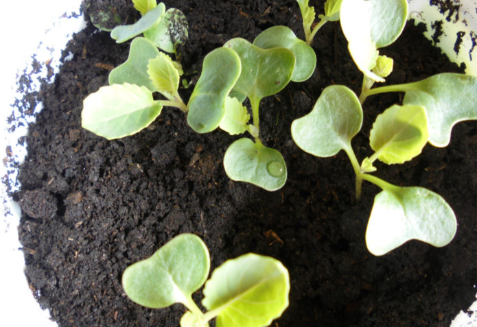 Anak benih kubis dengan daun sejati pertama