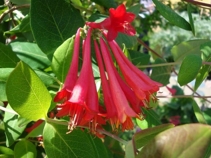 Honeysuckle Brown