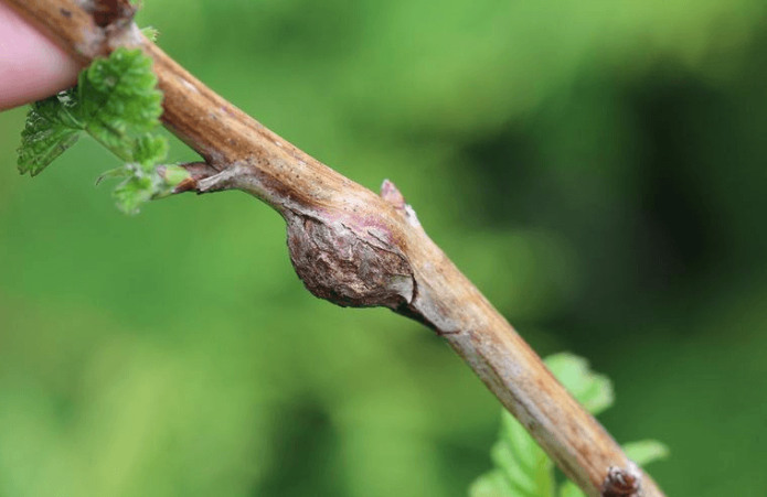 Batang raspberry terkena raspberry gall midge