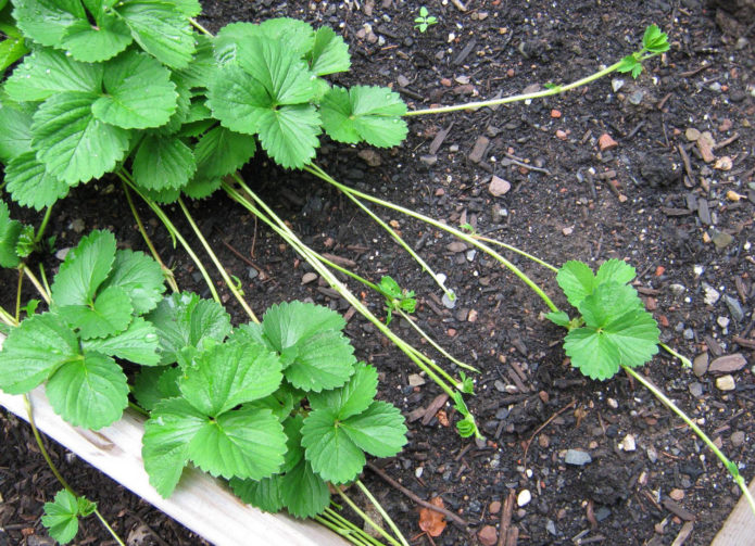 Misai strawberi kebun