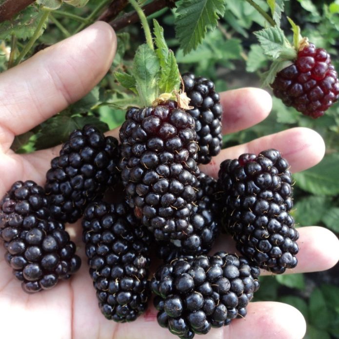 Amara blackberry tanpa duri