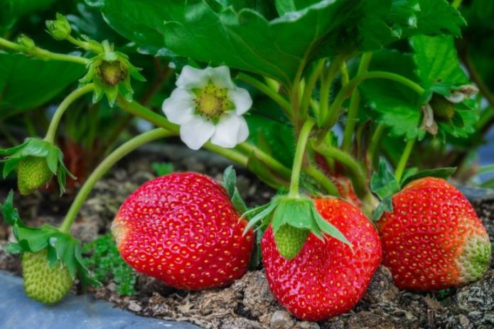 Stroberi, atau strawberi taman