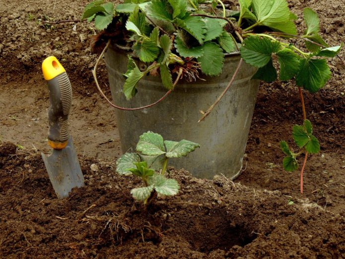 Menanam strawberi dengan misai pada akhir musim panas