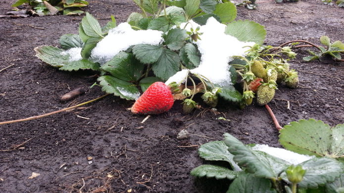 Membaiki strawberi di bawah salji