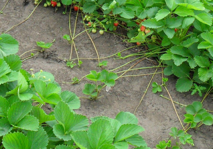 Bisikan membaiki strawberi di kebun