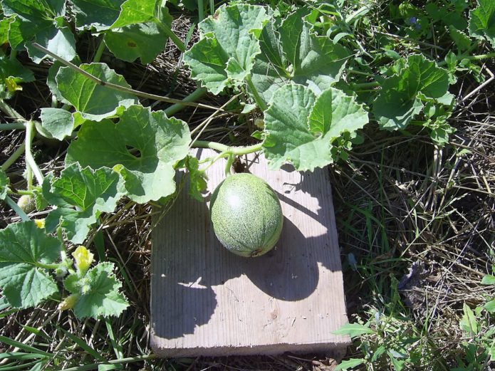 Melon di atas katil taman di atas papan