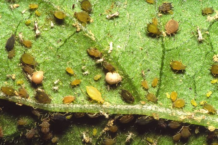 Aphid pada tembikai