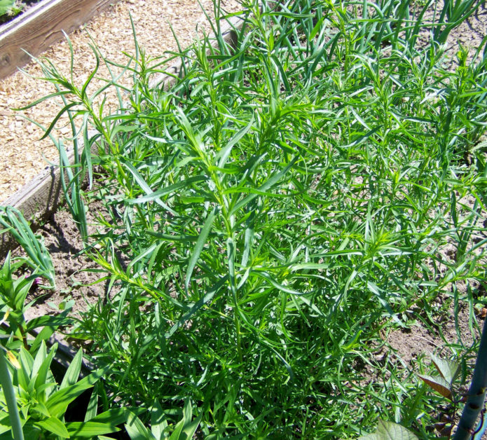 Tarragon di taman