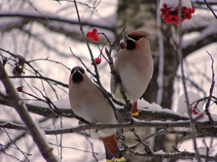 Burung di dahan viburnum