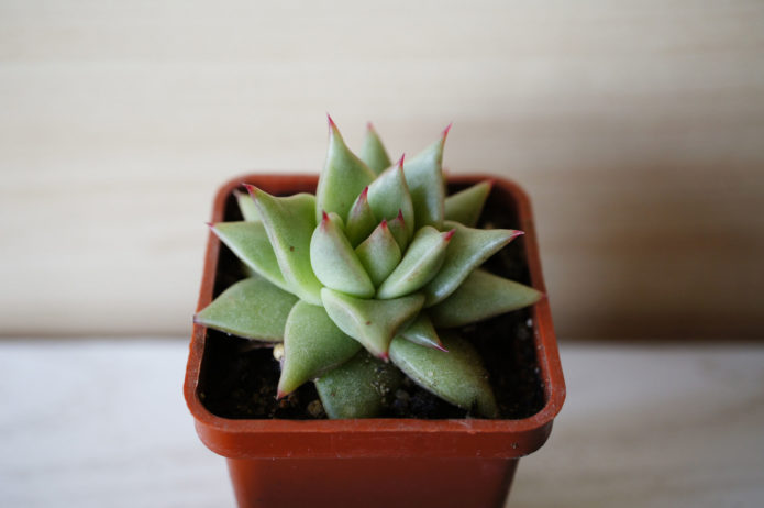 Echeveria Agave