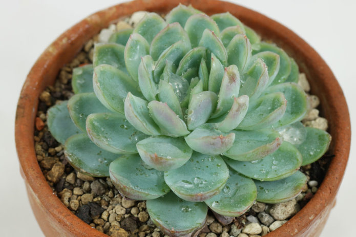 Echeveria anggun