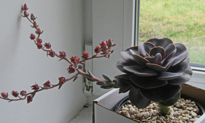 Echeveria bungkam