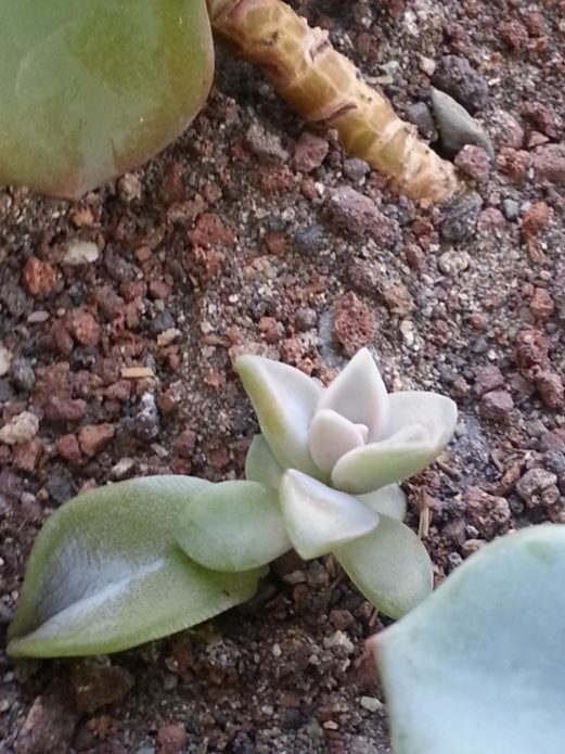 Pucuk echeveria baru dari daun berakar